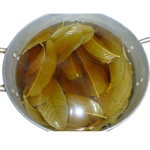 Precio de Liquidación: Hoja de Guayaba Seca al Sol, Hoja Entera, Precio Directo de Fábrica, Hojas Herbales Secas al Sol, Empacadas en Caja de Cartón, Origen Vietnam - Product Image 2