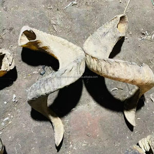 Corne de bélier naturelle, paire de cornes longues polies, souvenir, style nautique, 50-75 cm - Product Image 1