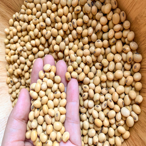 Haricots de soja chinois riches en protéines, jaunes, en sac de 50 kg, pour germination et alimentation - Product Image 5
