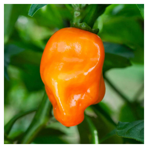 Pimiento Habanero Fresco y Natural para la Elaboración de Salsas Picantes, Fabricación de Especias, Distribución de Ingredientes Alimenticios e Internacional - Product Image 3