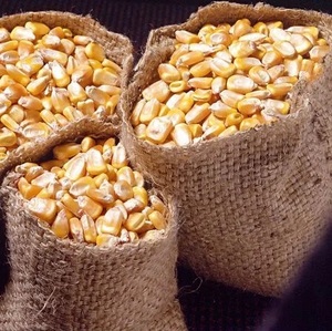 Maíz Amarillo Orgánico Convencional de Primera Calidad para Alimentación de Ganado, 12% de Humedad, Gran Cantidad, con 12-18 Meses de Vida Útil - Product Image 1