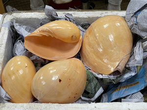 Natural Handmade Seashell Gift Craft Abalone Shell Conch Decorative Set Vietnam Wholesale Factory Supply Christmas Hanging Boat - Product Image 3