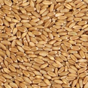 Blé Séché 100% Naturel de Qualité Supérieure pour Alimentation Animale (Bovins, Volailles, Bétail) – Approvisionnement en Gros pour l'Exportation – Durée de Stockage : 12 Mois - Product Image 6