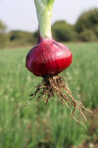 FB-RED 11 |   Fournisseur d'oignons hybrides F1 en Inde | |   Fournisseur approuvé par la FAO Inde - Product Image 2