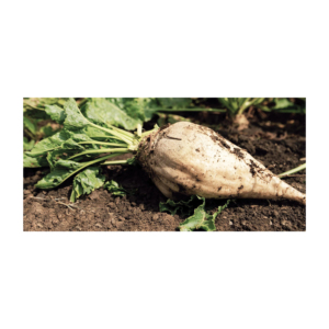Remolacha Dulce Fresca, Cultivo Agrícola Premium con Calidad Consistente y Ricas Características Naturales - Product Image 6