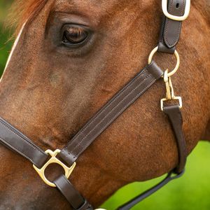 Premium Quality Western Horse Leather <b>Halter</b> With Leather Noseband Multiple Colors Available at Bulk Factory Price - Product Image 4