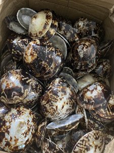 Conchas de Limpet de Alta Calidad para Arte de Mosaico y Proyectos de Bricolaje, Acabado Pulido, Estructura Resistente, Mejora los Conceptos Decorativos - Product Image 2