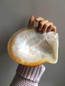 Conchas de Vieira de Grado de Exportación: Calidad Superior, Provenientes de Fuentes Éticas para la Presentación Culinaria Global y Mercados Decorativos - Product Image 4