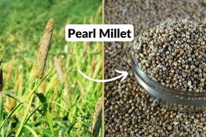 Pearl <b>Millet</b> Grain Exporter India Bajra Supplier For Wholesale Food Products Flour Milling And International Trade - Product Image 4
