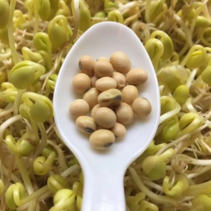 เมล็ดถั่วเหลืองคัดพิเศษเกรดพรีเมียมสำหรับผู้ซื้ออาหารที่มีคุณค่าทางโภชนาการสูงและมาตรฐานเมล็ดพันธุ์ยอดเยี่ยม - Product Image 3