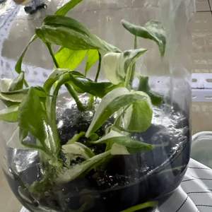 Frische, seltene <span class=keywords><strong>Monstera</strong></span> <span class=keywords><strong>Albo</strong></span> Borsigiana Variegata (Tissue Culture) – Gesunde Zimmerpflanze für Haus und Garten - Product Image 3