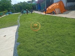 <b>Seaweed</b> Fertilizer Powder Natural Ulva Lactuca for Soil Conditioning & Plant Nutrition OEM Packing Produce In Vietnam - Product Image 5