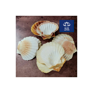 EXPÉDITION LE JOUR MÊME Coquillages écologiques purs et propres, idéaux pour la décoration murale et la mise en table – Prix avantageux - Product Image 1
