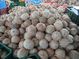 มะพร้าวสดทั้งลูกเกรดพรีเมียม สีน้ำตาลอ่อน แบบกึ่งปอกเปลือก สำหรับอุตสาหกรรมอาหาร การปรุงอาหาร และการสกัดน้ำมัน บลูโลตัสฟาร์ม ขายดี - Product Image 3