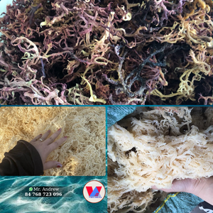 Algues Marines Séchées de Haute Qualité 1kg, Type Cottonii, Faible Humidité, Qualité B2B pour Salades et Usage Alimentaire - Product Image 3