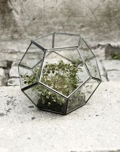 Terrario geométrico de vidrio dorado, maceta de decoración moderna para plantas de aire de helecho suculentas, balcón - Product Image 6
