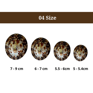 Concha de limpias marinas recogida del océano, material decorativo natural, ideal para regalos hechos a mano, producción de artesanías y aplicaciones artísticas. - Product Image 2