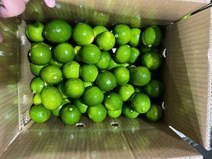 Limones sin semillas cultivados en Vietnam con piel amarilla limpia y sabor dulce y picante exportados para las necesidades del servicio internacional de alimentos - Product Image 5