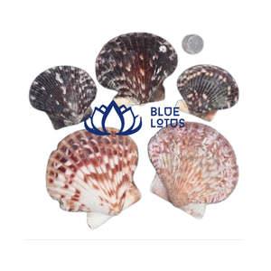 Conchas de Vieira Naturales Ecológicas Blue Lotus, Colores Mezclados para Manualidades, Feng Shui y Decoración del Hogar - Product Image 1