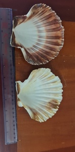เปลือกหอย - ใช้สำหรับตกแต่ง ราคาแข่งขันในเวียดนาม - คุณภาพสูง 2026 - Product Image 4