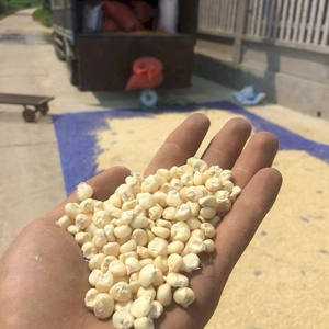 Maïs Blanc de Qualité Supérieure en Gros Prêt à Expédier – Qualité Alimentaire, Service OEM, Approvisionnement en Vrac, Meilleure Qualité pour l'Exportation - Product Image 2