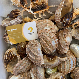 Handmade Seashell Craft Material Abalone Conch Shell Decoration Vietnam Factory Wholesale <b>Cheap</b> Price Articulate Harp Shells - Product Image 1