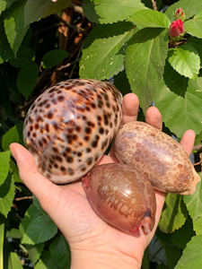 Leporicypraea Mappa Natural Tiger Cowrie Shells <b>Cleaned</b> Polished Seashell Decoration Vietnam Wholesale Factory Bulk Packaging - Product Image 5