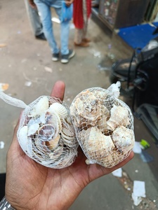 Assorted Single Variety Sea Shells Net Pack Natural Beach Shells for Craft Aquarium <b>Vase</b> Decor - Product Image 5