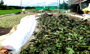 Hojas de noni enteras secas, hojas de noni trituradas, hojas de noni secas en bolsa resellable, hojas de noni secas envasadas al vacío ANGLE - Product Image 3