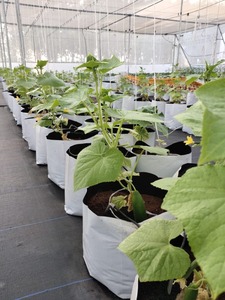Sacs de culture en tourbe de coco biodégradable de qualité supérieure pour la culture hydroponique, les jardins, les serres et la culture des plantes - Product Image 4