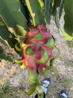 Hoogwaardig vers tropisch fruit, 100% vers, felrood, OEM ODM Rode Drakenvrucht, premium landbouwproducten uit Vietnam