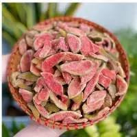Vietnam Premium Soft Dried Guava | Natural Organic Fruit Snack | Tea & Beverage Ingredient - Product Image 5