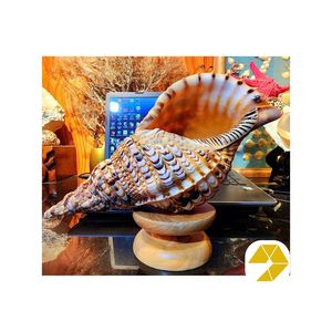 ข้อเสนอพิเศษ 99 Gold Data Ellie Trumpet Triton Shell ขนาดใหญ่ ขัดเงาอย่างเป็นธรรมชาติ พกพาสะดวก เสียงโทนเวียดนาม โอเชียนโทน สดใส สำหรับส่งออก - Product Image 1
