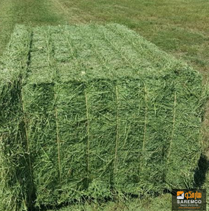 Balles de foin d'herbe de Rhodes Aliments pour animaux séchés du Pakistan Fourrage à haute teneur en fibres Balles doublement compressées enrichies en nutriments - Product Image 2