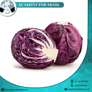 Repollo Morado Fresco de Egipto, Nueva Cosecha, Clase A, Vegetal Premium, Suministro al por Mayor - Product Image 5