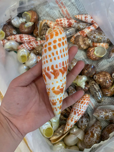 ผู้จัดจำหน่ายเปลือกหอยมิตร้าเชลล์แบบขายส่งจำนวนมาก สำหรับทำเครื่องประดับ งานฝีมือ และของตกแต่งธีมมหาสมุทร - Product Image 5