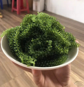 Alga Marina de Alta Calidad, Material de Uva de Mar, Diseñada para Decoración de Restaurantes, Producida Cuidadosamente en Vietnam - Product Image 6