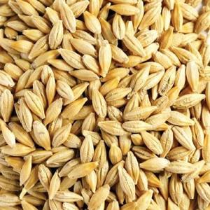 Alimento Natural Orgánico de Primera Calidad para Animales, Cebada en Grano, Empaque de 50 Kg, Semillas de Cebada, Cereales - Product Image 6