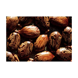 Semillas de Ricino de Alta Calidad, Suministro a Granel |   Semillas de Ricino Naturales Crudas para la Extracción de Aceite de Ricino - Product Image 1