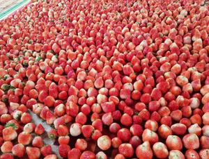 Fresas enteras liofilizadas de alta calidad envasadas al vacío, peso personalizable en onzas, fresas FD para venta al por mayor - Product Image 5