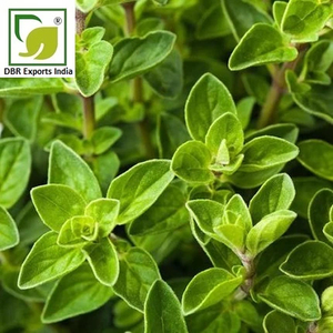 Thyme <b>Essential</b> <b>Oil</b> 100% Pure Steam Distilled Bulk for Cosmetic Formulations and Personal Care Products - Product Image 3