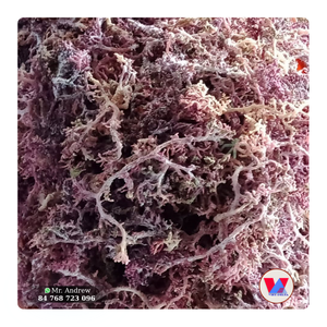 MUSGO MARINO MORADO SECADO AL SOL, GRACILARIA CRUZA, EXTRACTO DE ALGA ESPINOSA DE GRADO ALIMENTICIO PARA GOMITAS, MÁS VENDIDO - Product Image 1