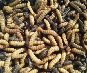 Larves de Mouches Soldat Noires Séchées Naturelles, Friandise pour Animaux, Aliment Entier pour Insectes, Riche en Protéines, Sans Céréales pour Oiseaux - Product Image 1