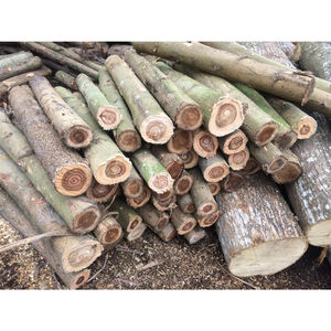 Madera de Paulownia original de fábrica, precio de madera, de Paulownia especies de madera, madera aserrada - Product Image 3