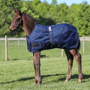 Meilleure Vente : Licol pour Cheval en Acier Inoxydable Hypoallergénique, avec Néoprène PVC et Cuir, Style Selle Anglaise, Antidérapant et Résistant à la Traction - Product Image 5