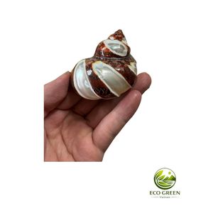 High Quality White Mother of Pearl Conch Shell Large Seashell for Craft Jewelry Inlay Decoration Bulk Supply - Product Image 3