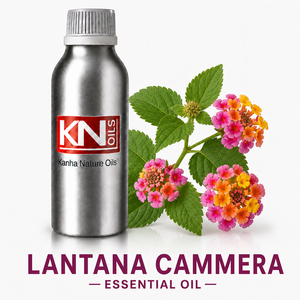 Fabricant d'huile essentielle de Lantana Camara, exportateur en gros, certifié biologique, qualité cosmétique, 100% pur, fournisseur mondial, directement de l'usine - Product Image 1