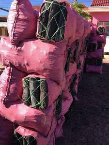 Charbon de coco du Vietnam, qualité supérieure, propre, haute chaleur, charbon naturel, vente en gros, exportation 2025 - Product Image 4