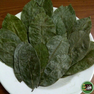 Feuilles de corossol séchées, qualité Vietnam, séchées au soleil, produit naturel utilisé dans les mélanges de saveurs pour le thé et l'industrie des herbes. - Product Image 3