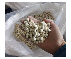 เมล็ดบัวแห้งพรีเมียมจากเวียดนาม - ส่วนผสมจากเมล็ดบัวธรรมชาติสำหรับทำขนมหวาน - Product Image 3